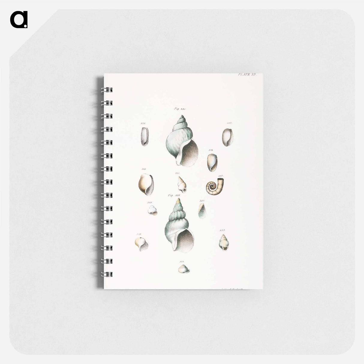 Different types of seashells illustration from Zoology of New York by James Ellsworth De Kay - ニューヨークの動物学 Memo.