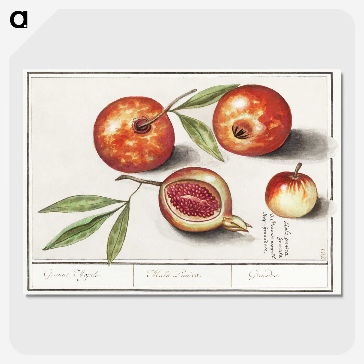 1-29_Anselmus-Boetius-de-Boodt_picture-crop