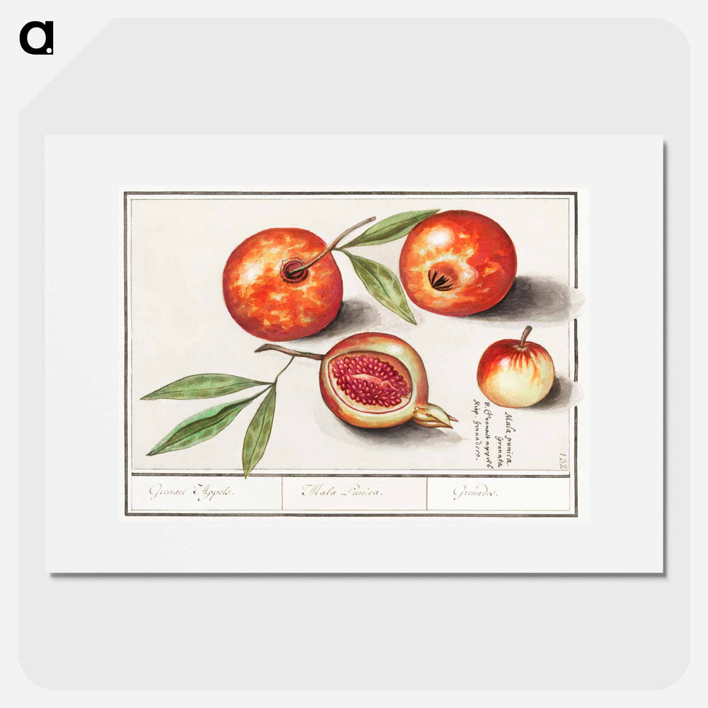 Pomegranate - アンセルムス ボエティウス デ ブート Poster.