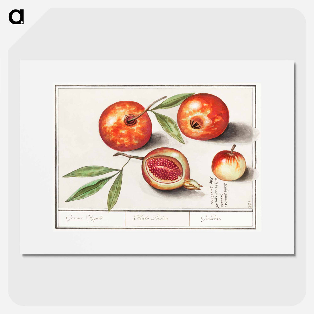Pomegranate - アンセルムス ボエティウス デ ブート Poster.