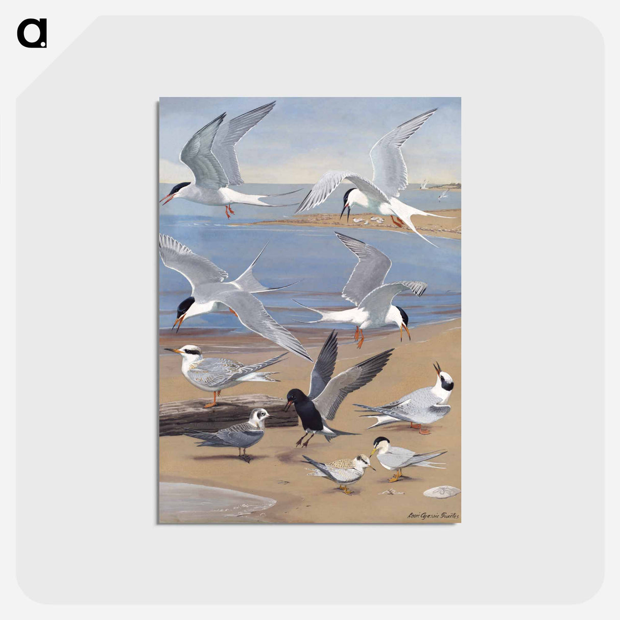 アートポストカード-Terns
- ボストン公共図書館 Postcard.