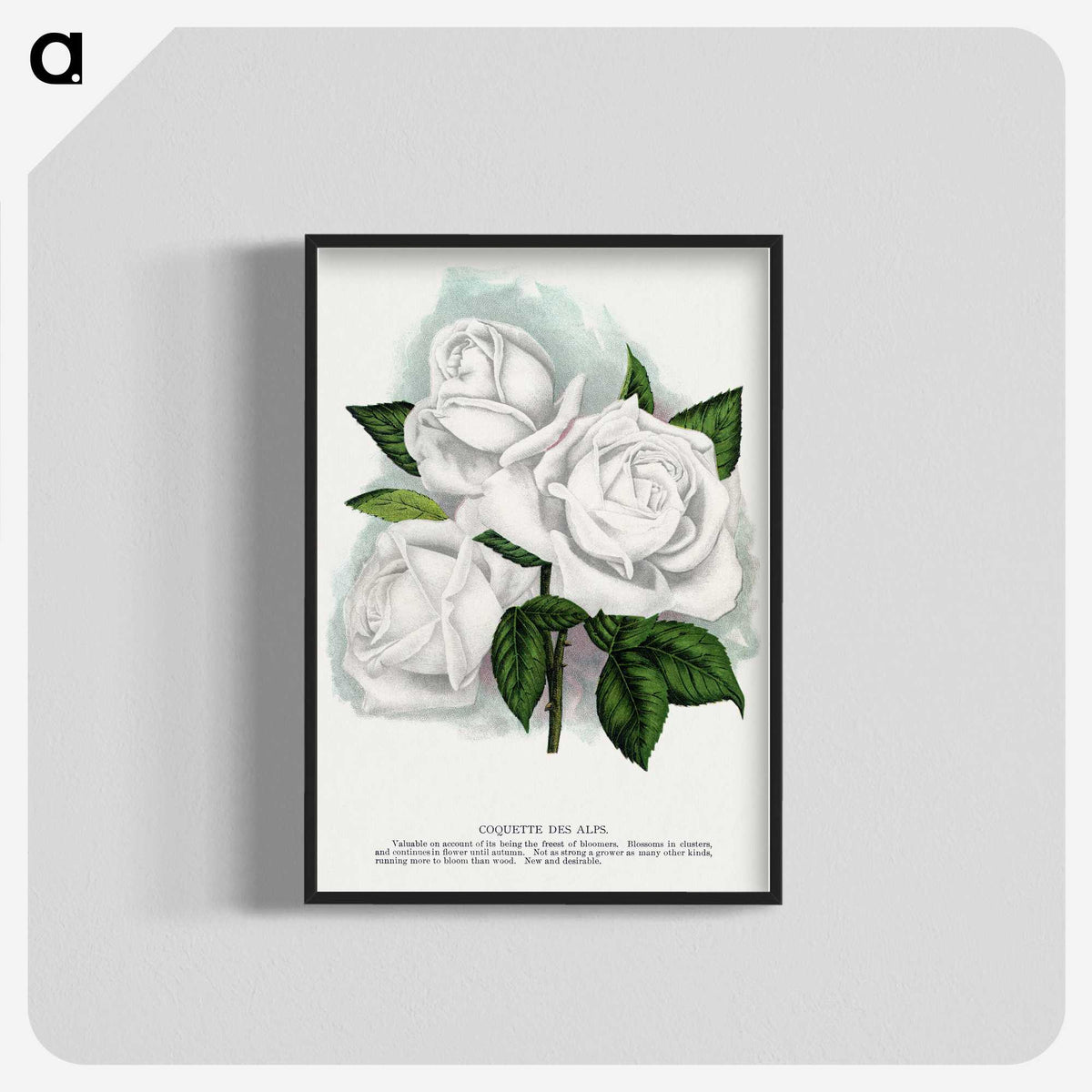 1-29_Botanical-Specimen-Plates_blk-crop