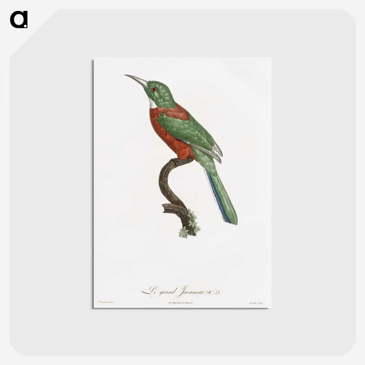 1-29_Des-Oiseaux-de-Paradis_postcard