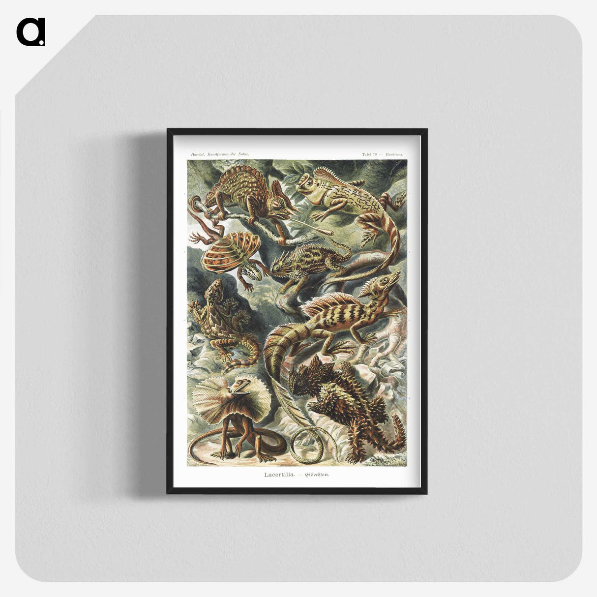 1-29_Ernst-Haeckel_blk-crop