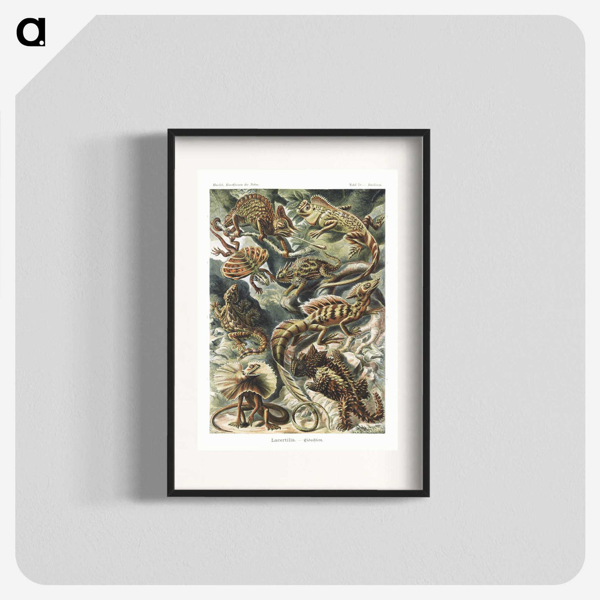 1-29_Ernst-Haeckel_blk
