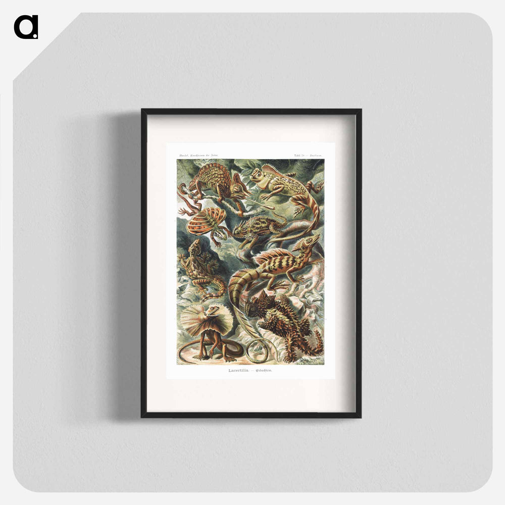 Lacertilia–Eidechlen from Kunstformen der Natur - エルンスト ヘッケル Poster.