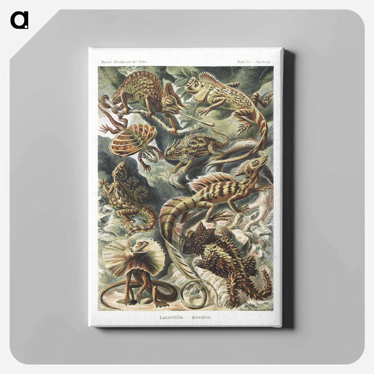 1-29_Ernst-Haeckel_canvas