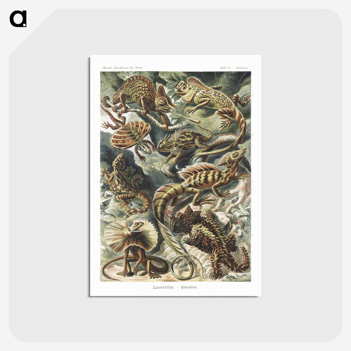 1-29_Ernst-Haeckel_postcard