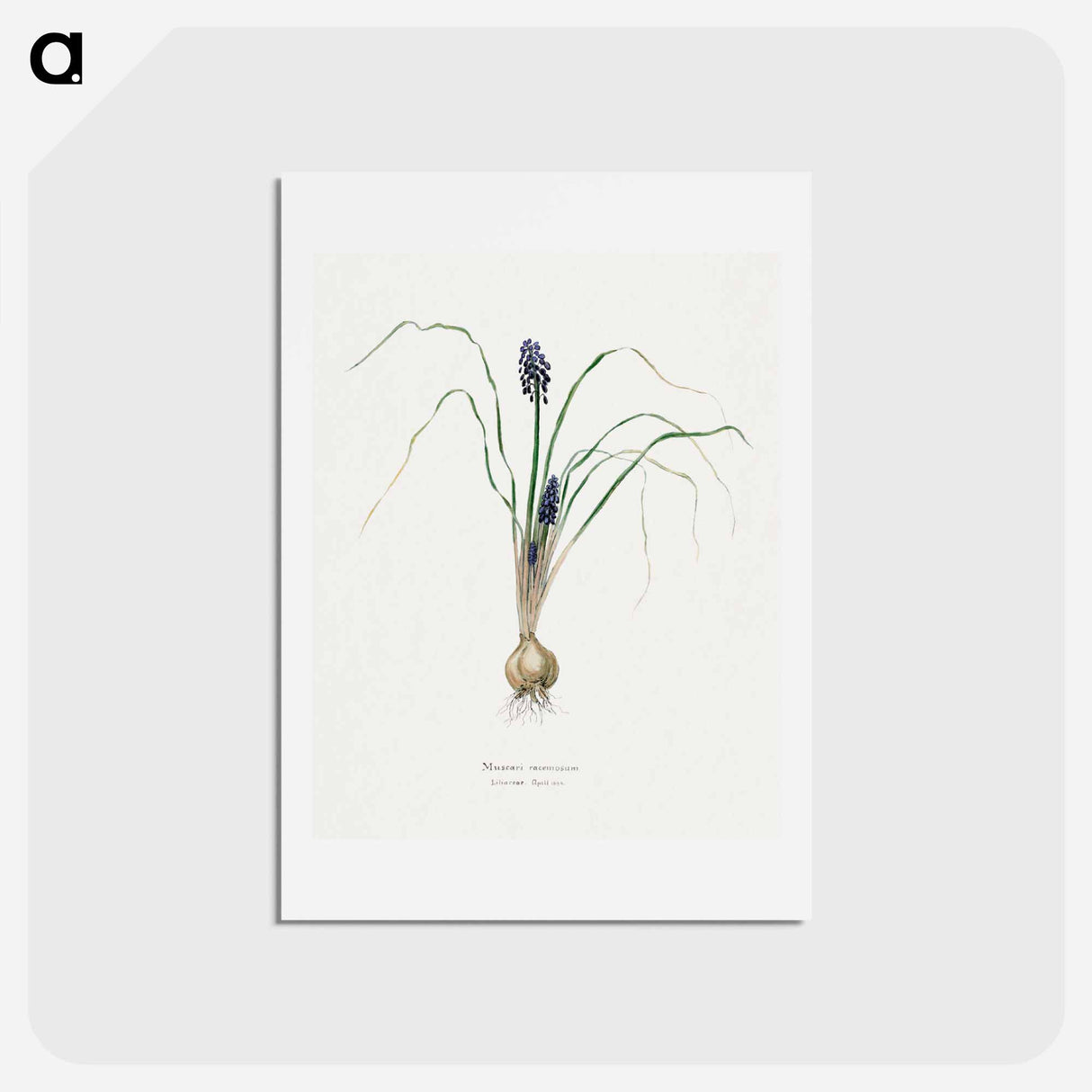 アートポストカード-Hyacinth
- サボテン科 Postcard.