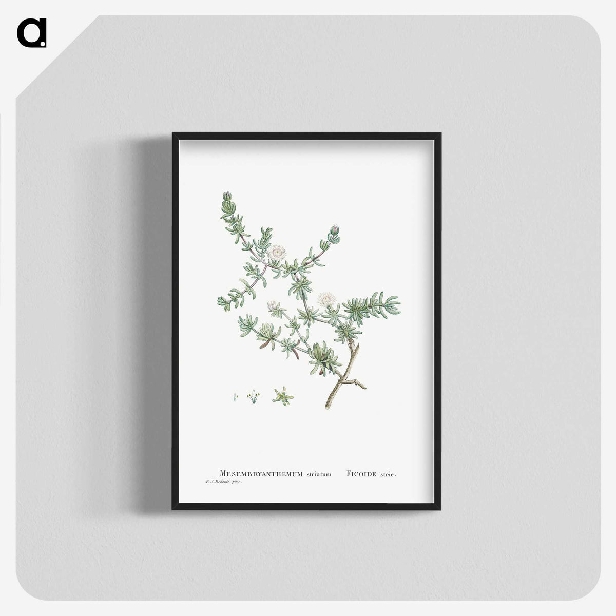 1-29_Histoire-des-Plantes-Grasses_blk-crop