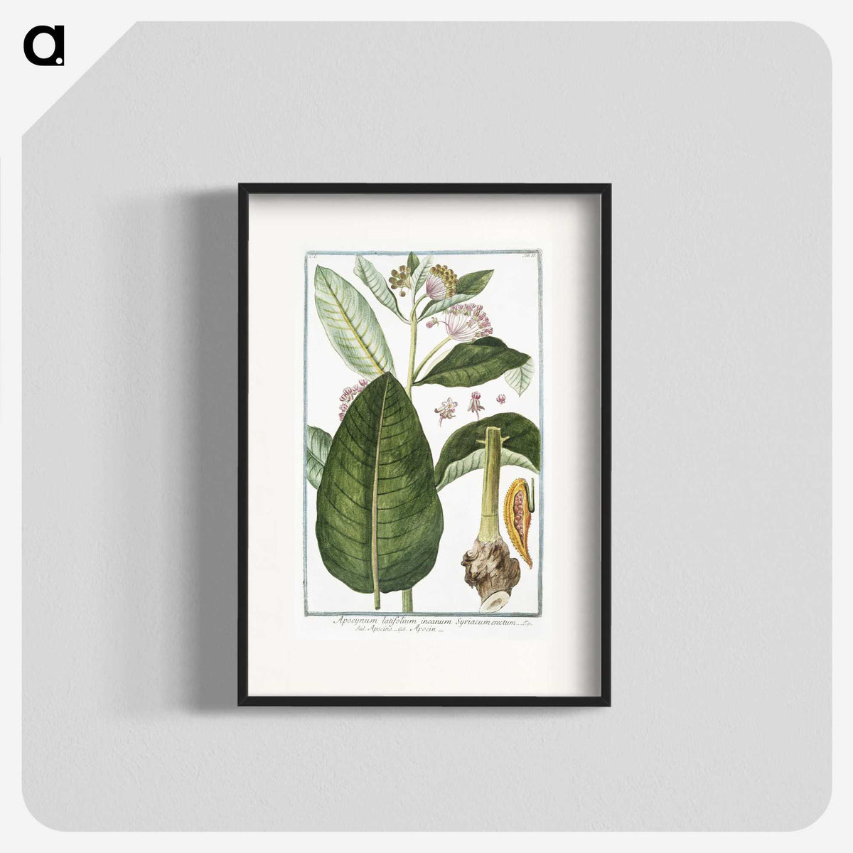 1-29_Hortus-Romanus-Botanical-Plates_blk