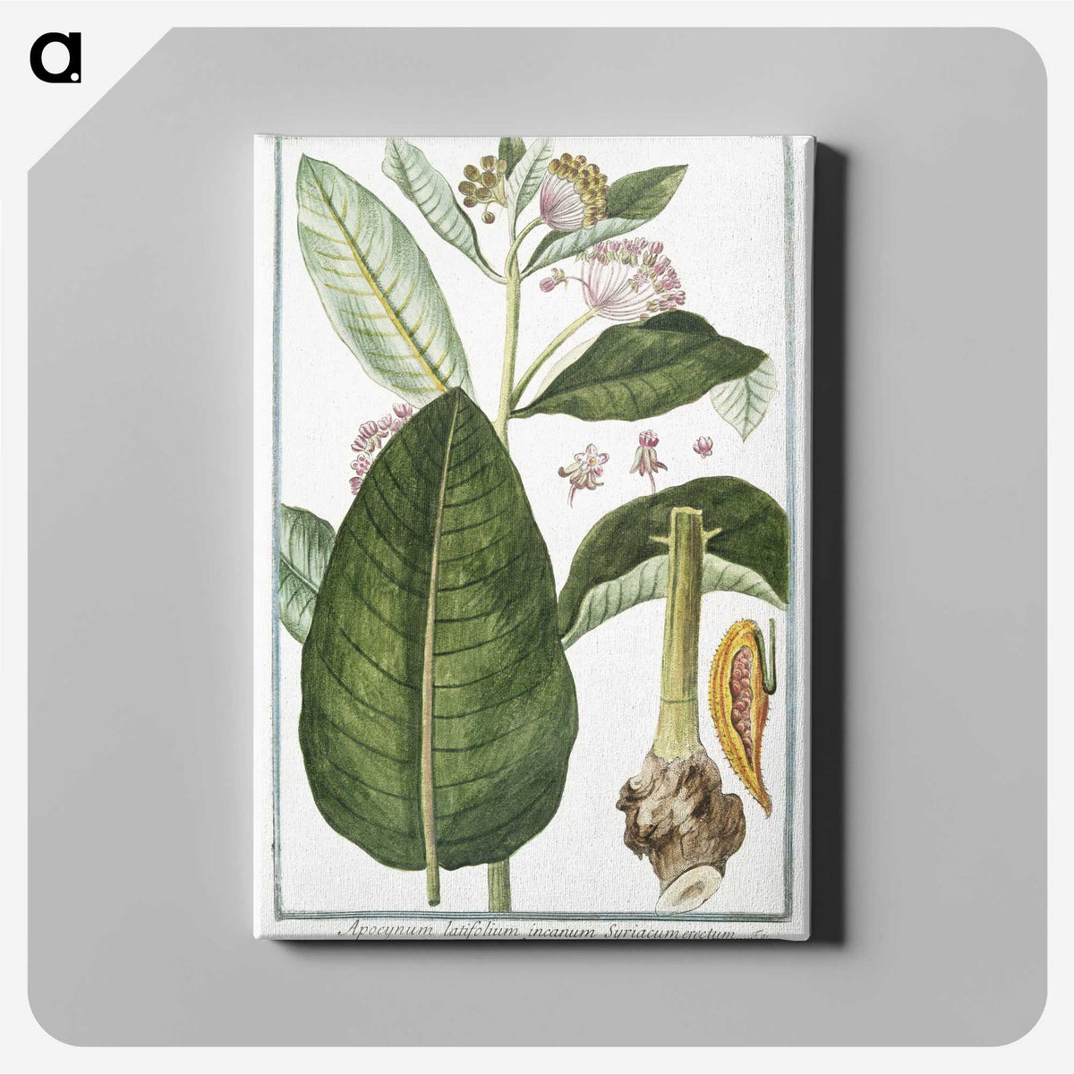 1-29_Hortus-Romanus-Botanical-Plates_canvas