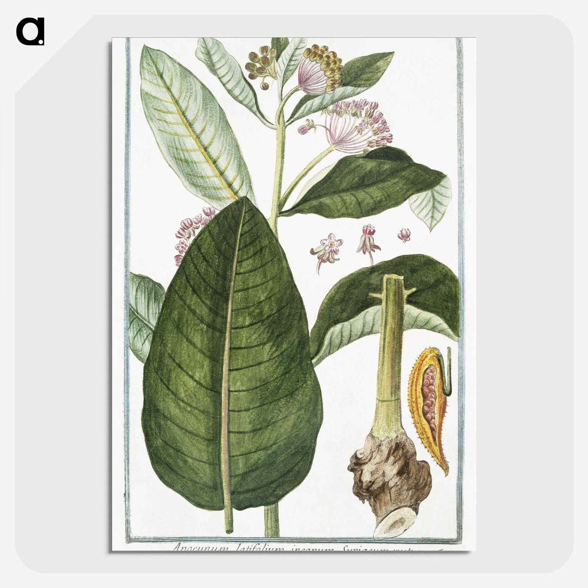 1-29_Hortus-Romanus-Botanical-Plates_picture-crop