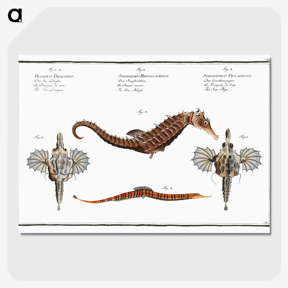 1-29_Ichtyologie-ou-Histoire-naturelle_picture-crop