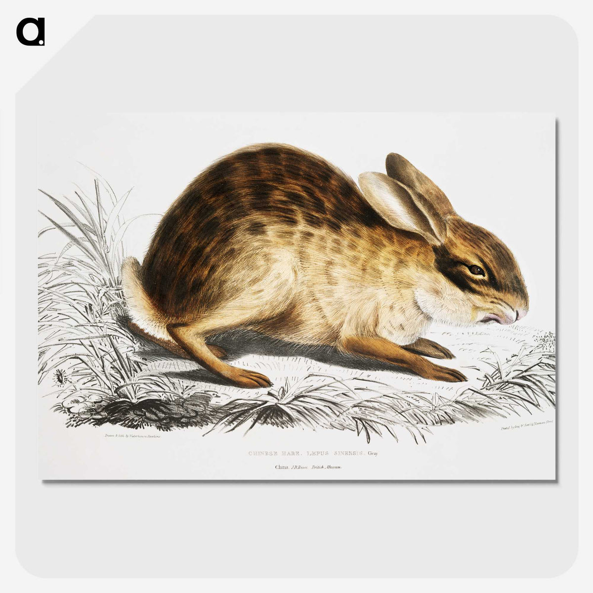 1-29_Indian-Zoology_picture-crop