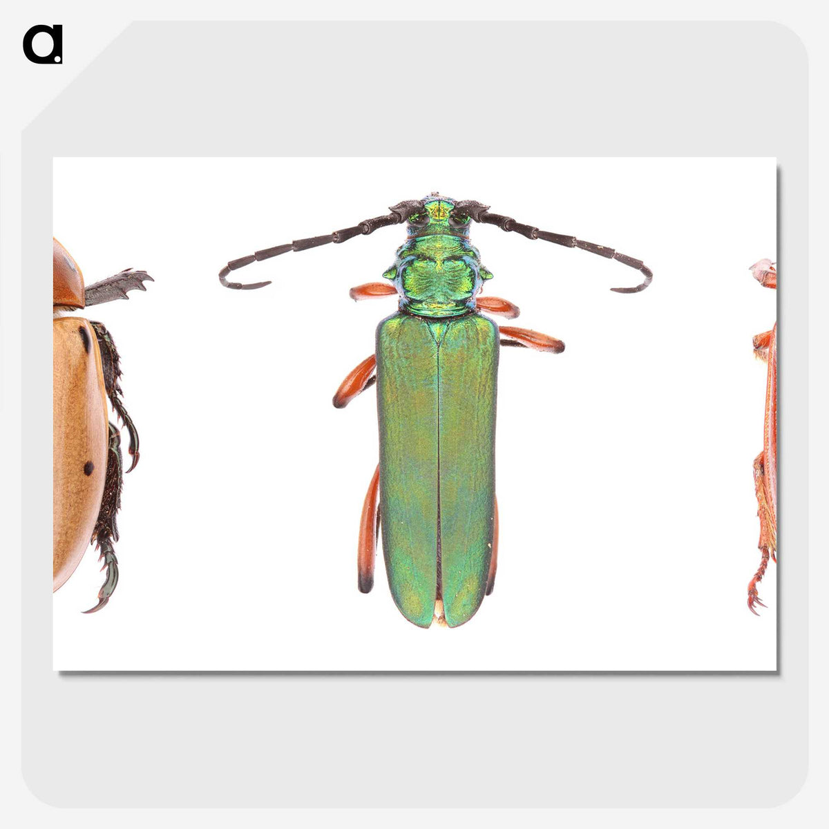 1-29_Insects-Unlocked-Project_picture-crop