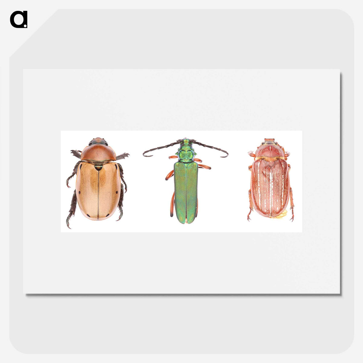 1-29_Insects-Unlocked-Project_picture