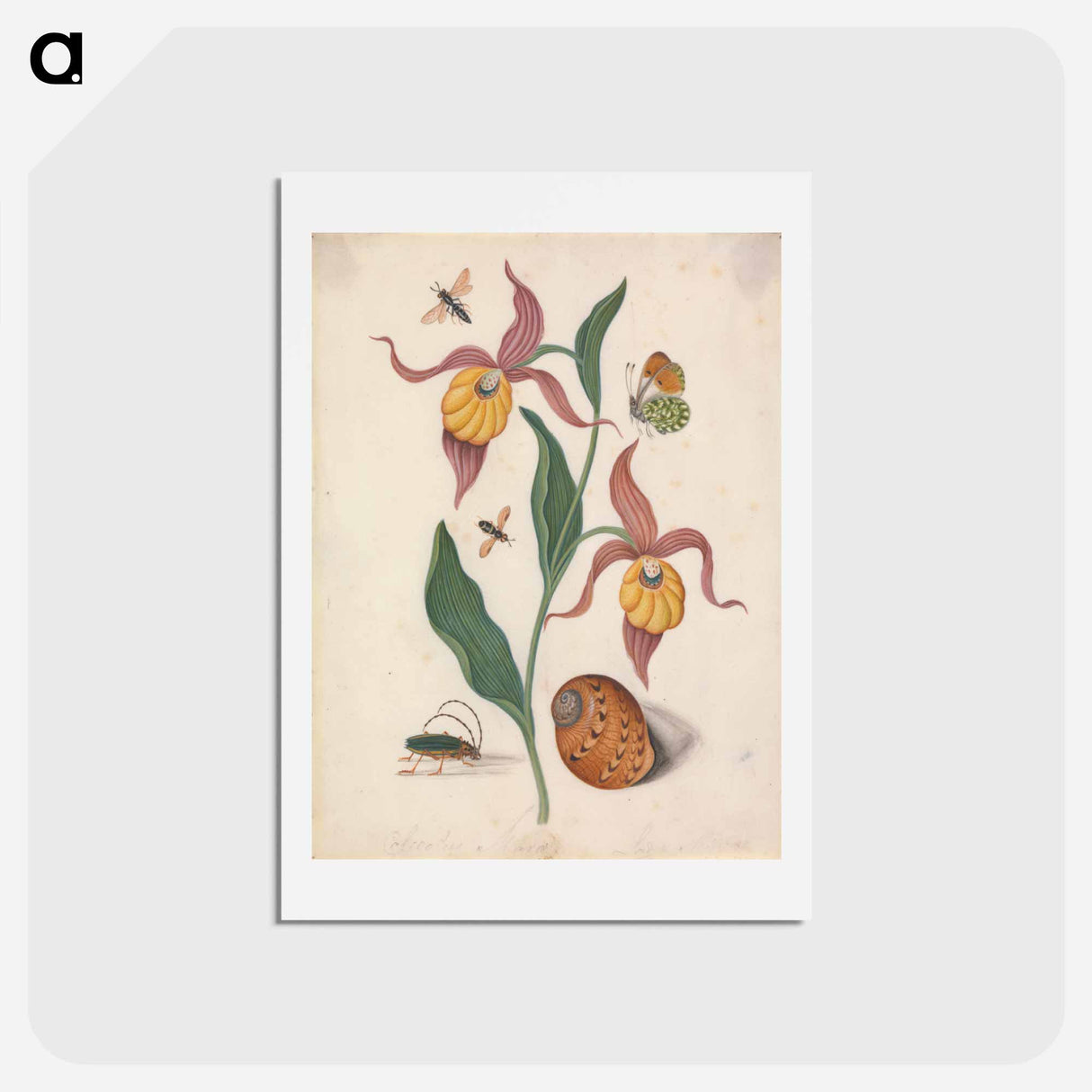 アートポストカード-Lady's Slipper and Companions
- ジェームズ ボルトン Postcard.