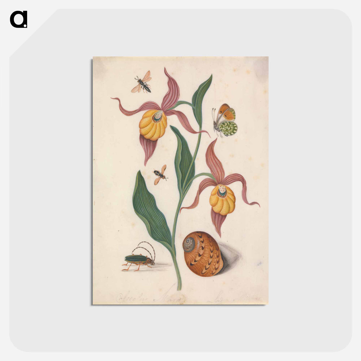 アートポストカード-Lady's Slipper and Companions
- ジェームズ ボルトン Postcard.