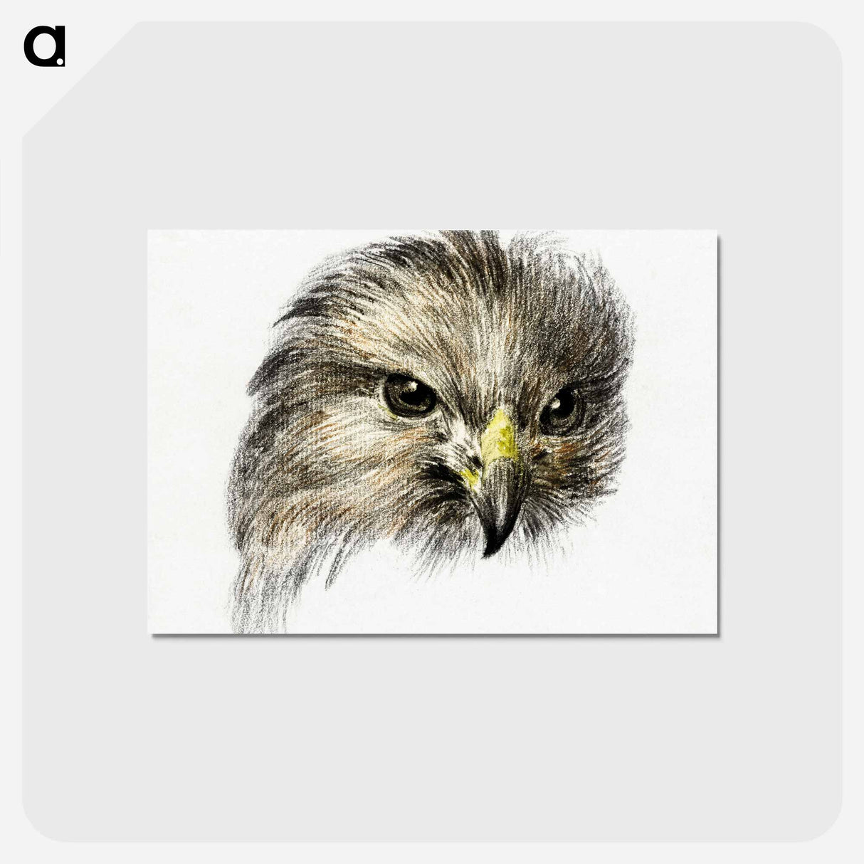 アートポストカード-Head of a bird of prey - ジャン ベルナール Postcard.