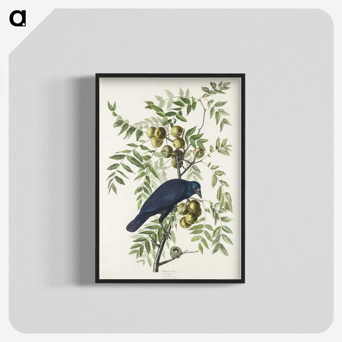 1-29_John-James-Audubon_blk-crop