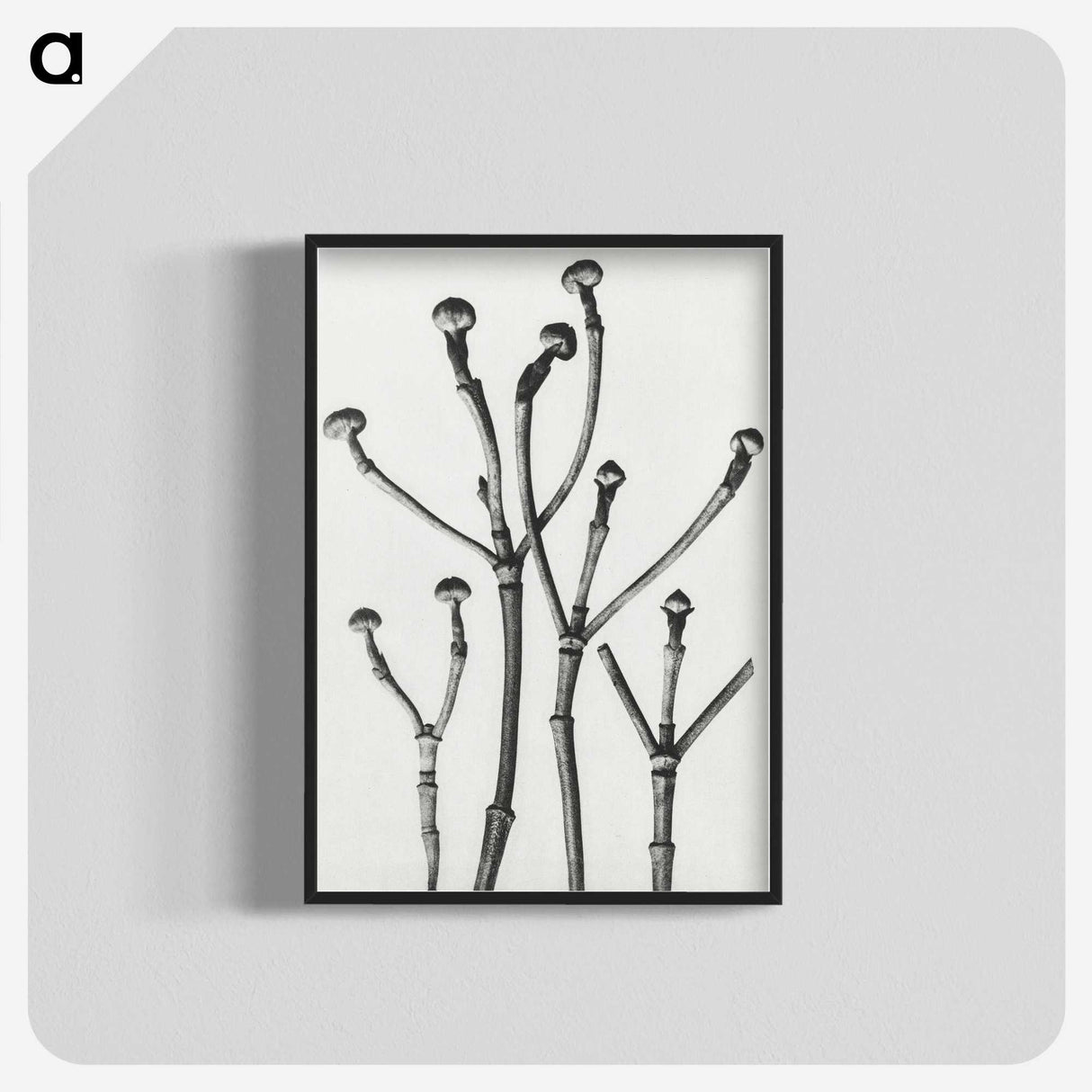 1-29_Karl-Blossfeldt_blk-crop