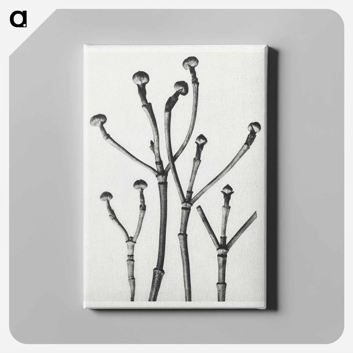 Cornus Florida - Karl Blossfeldt Canvas.