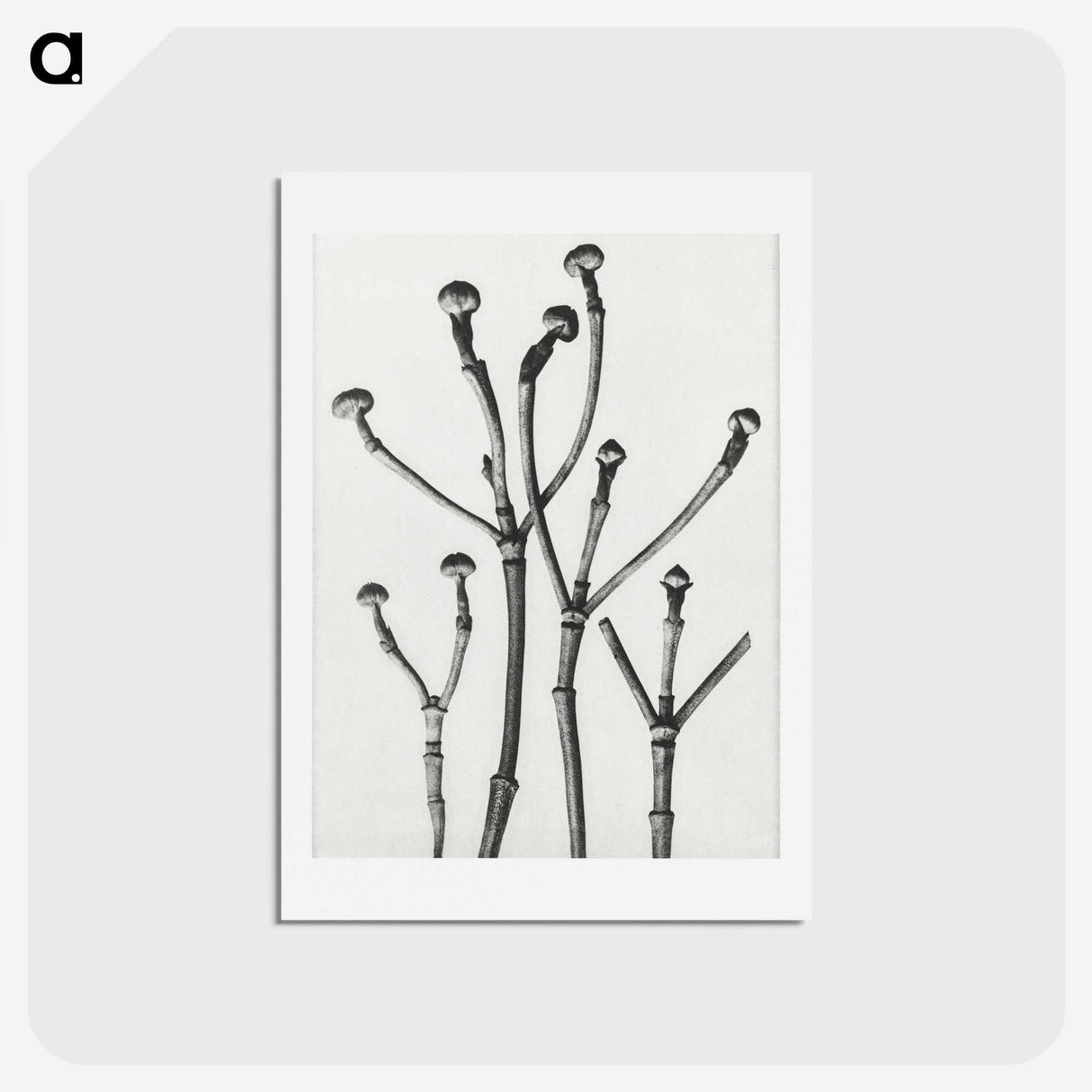 1-29_Karl-Blossfeldt_hagaki