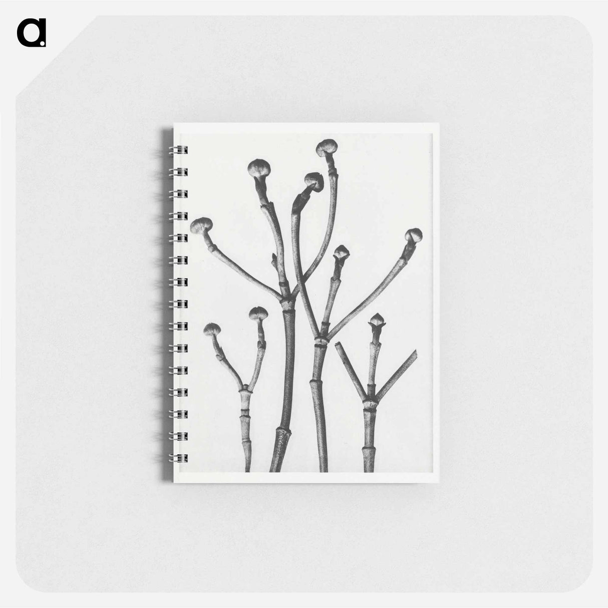 Cornus Florida - カール ブロスフェルト Memo.