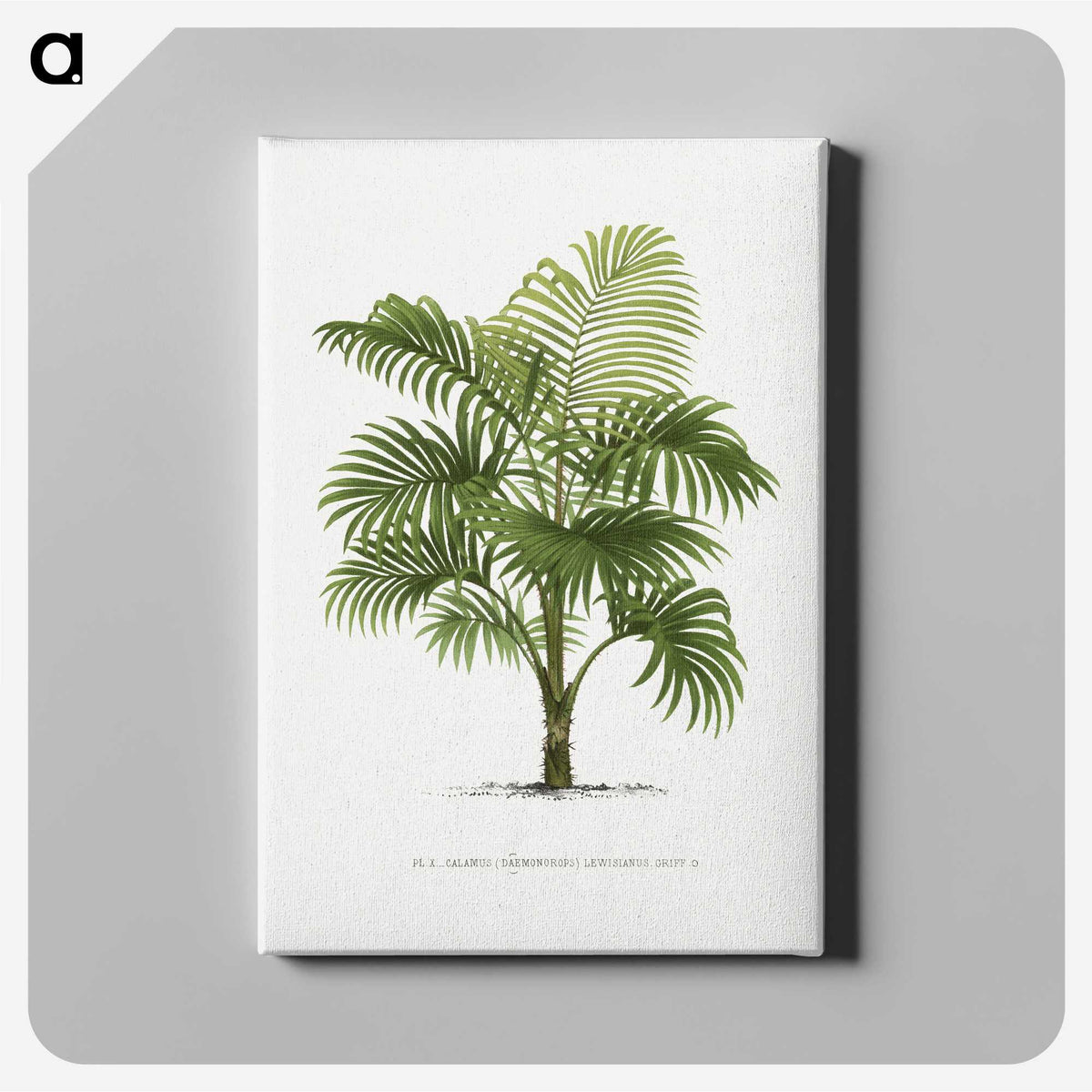 1-29_Les-Palmiers-Histoire-Iconographique_canvas
