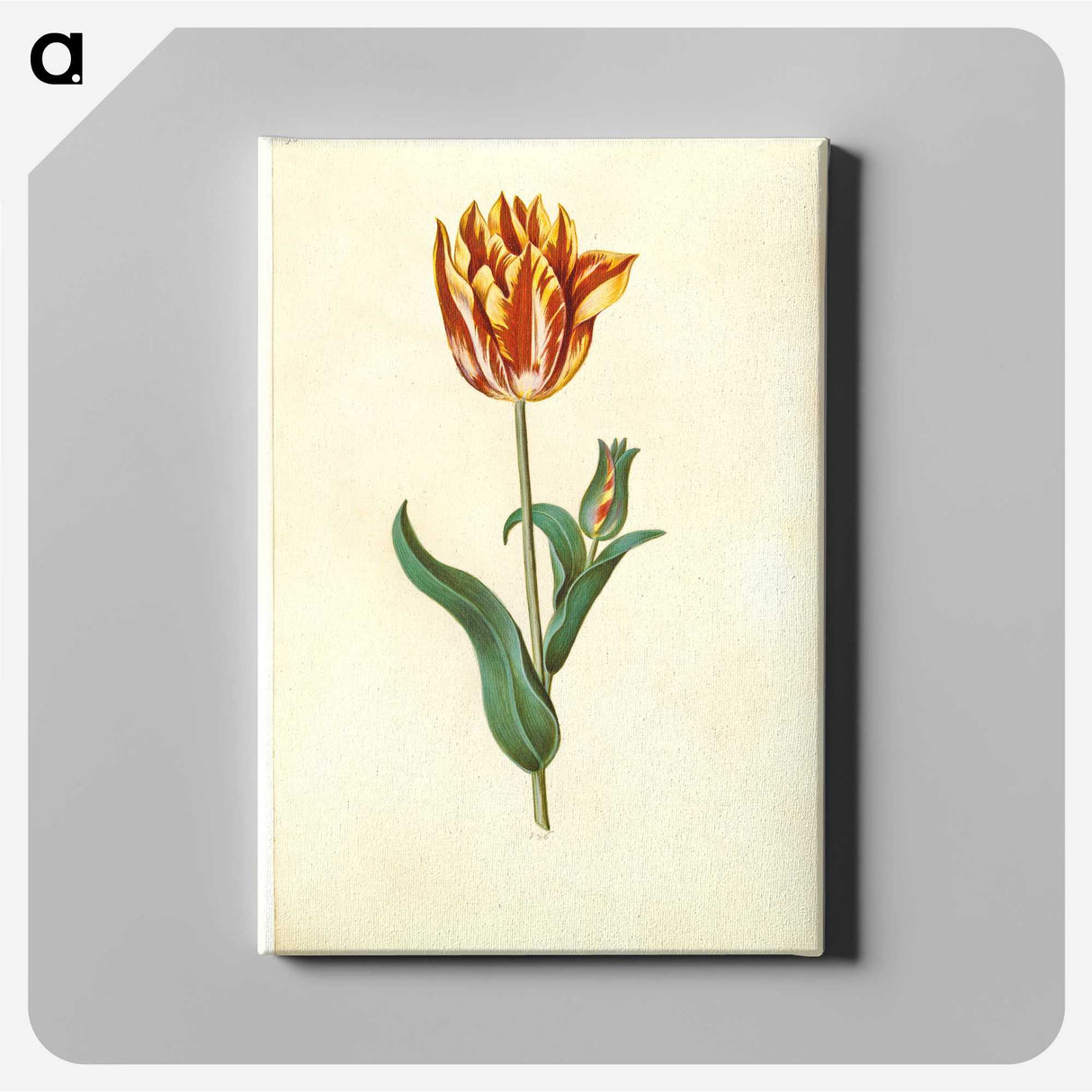 1-29_Maria-Sibylla-Merian_canvas