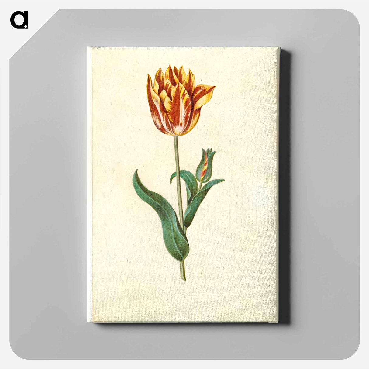 アートパネル-Tulipa gesneriana
- マリア ジビーラ メーリアン Canvas.