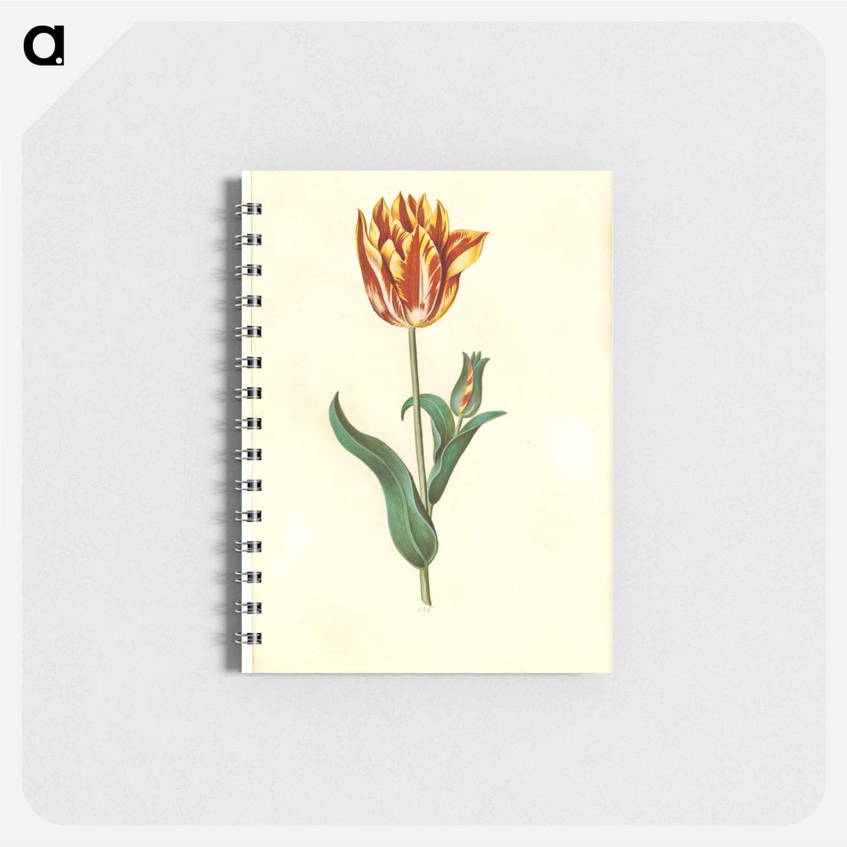 アートメモ帳-Tulipa gesneriana
- マリア ジビーラ メーリアン Memo.