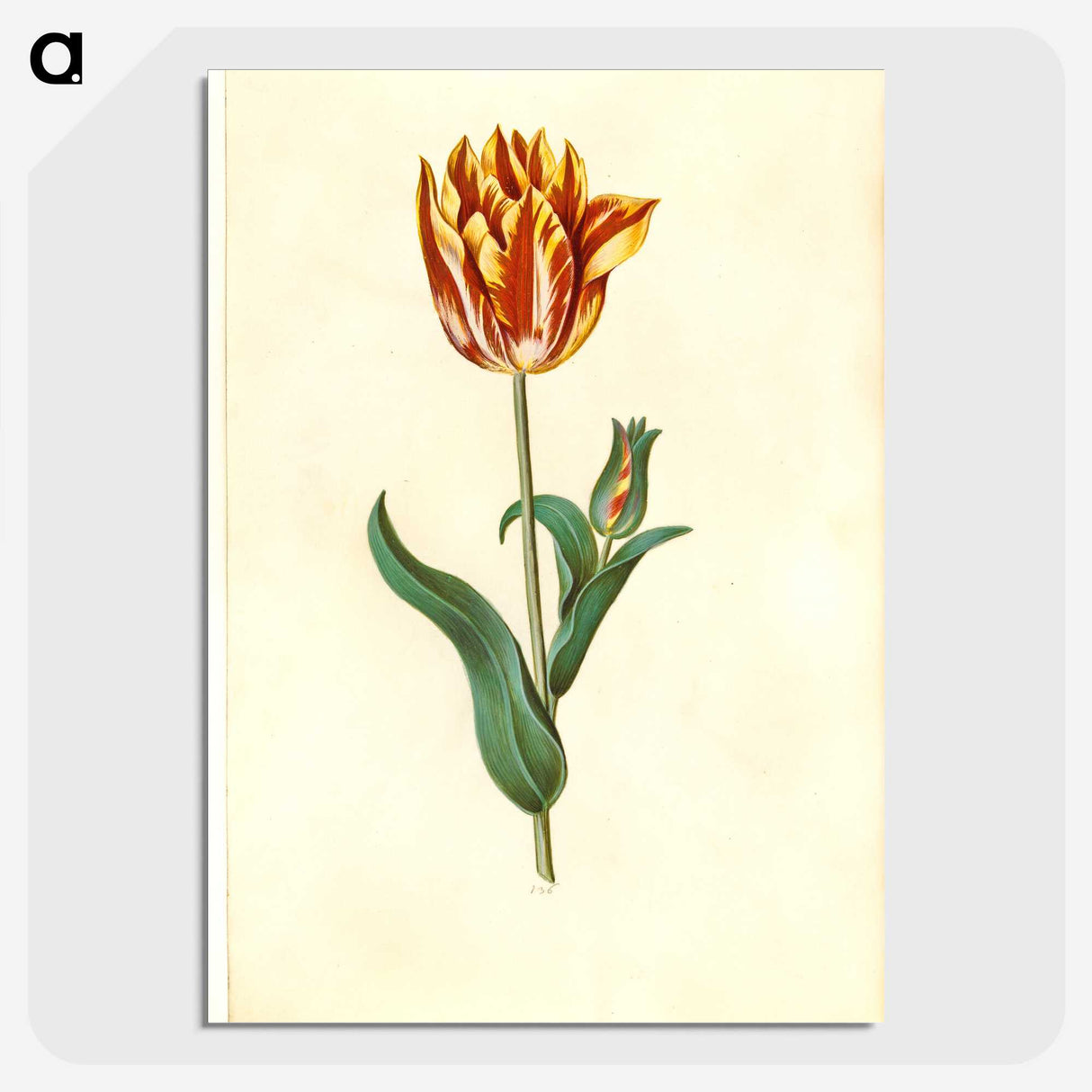 1-29_Maria-Sibylla-Merian_picture-crop