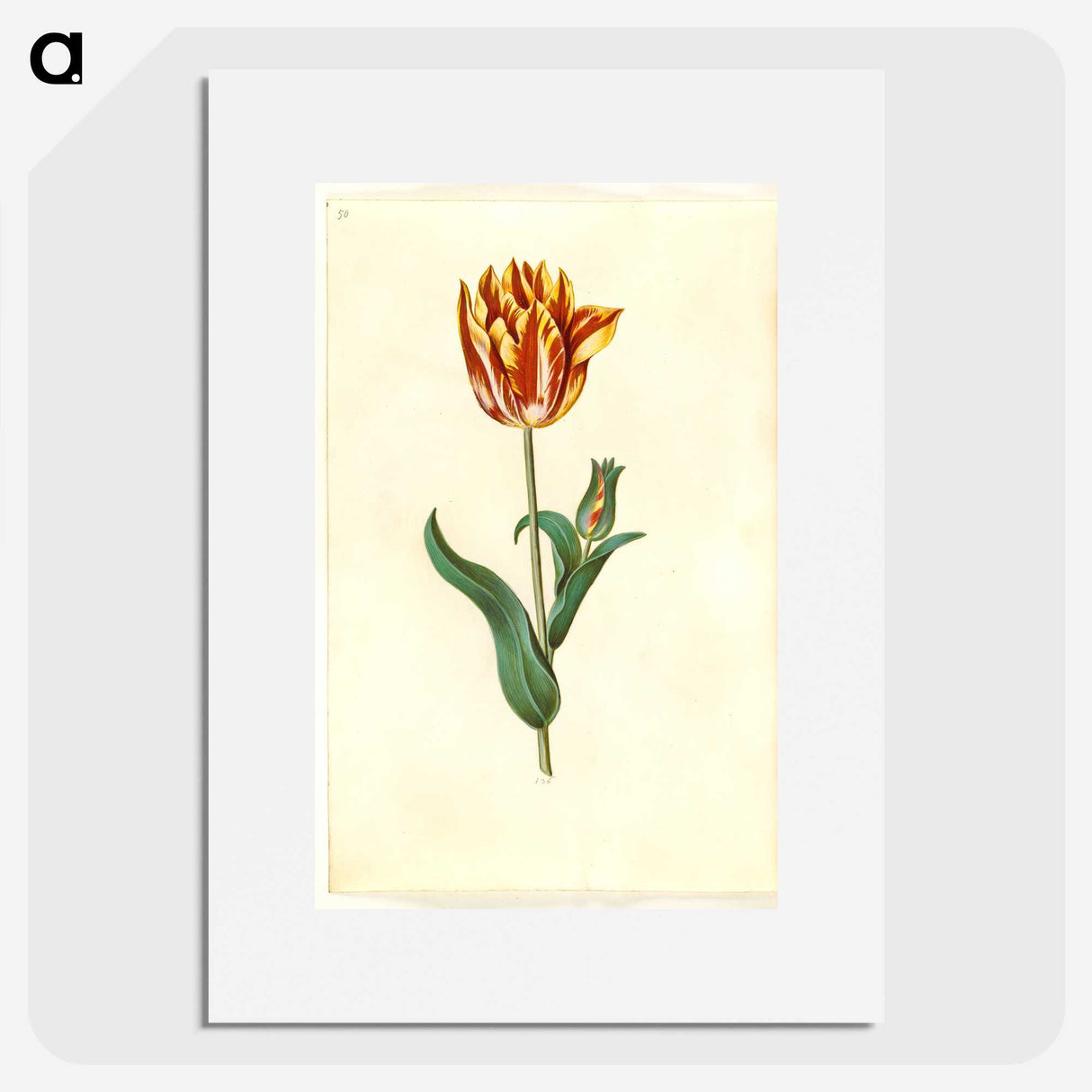 1-29_Maria-Sibylla-Merian_picture