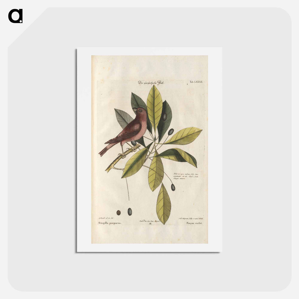 アートポストカード-Bird and Plants Illustration
- マーク ケイツビー Postcard.