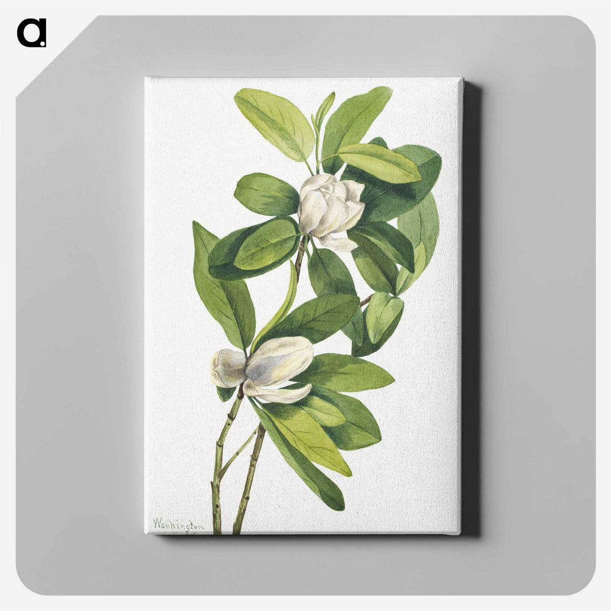 1-29_Mary-Vaux-Walcott_canvas