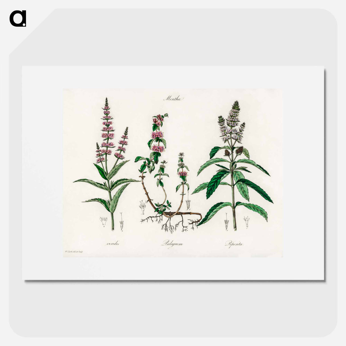 アートポスター-Pennyroyal Illustration
- 薬用植物学 Poster.