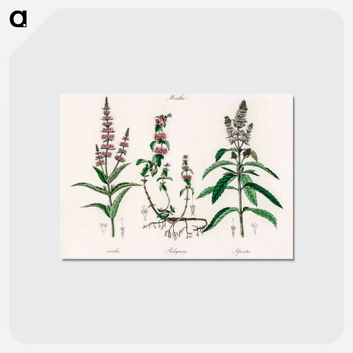 アートポストカード-Pennyroyal Illustration
- 薬用植物学 Postcard.