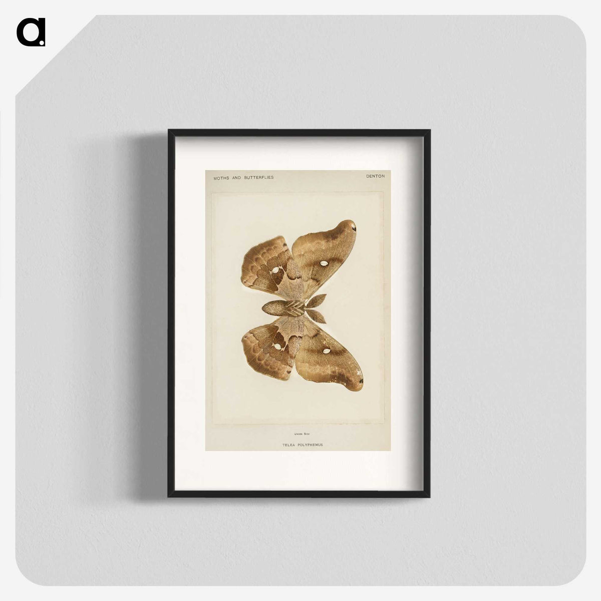 1-29_Moths-and-Butterflies-of-the-United-States_blk