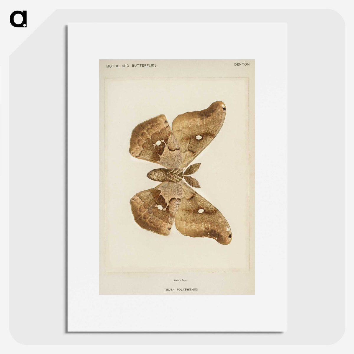 1-29_Moths-and-Butterflies-of-the-United-States_picture