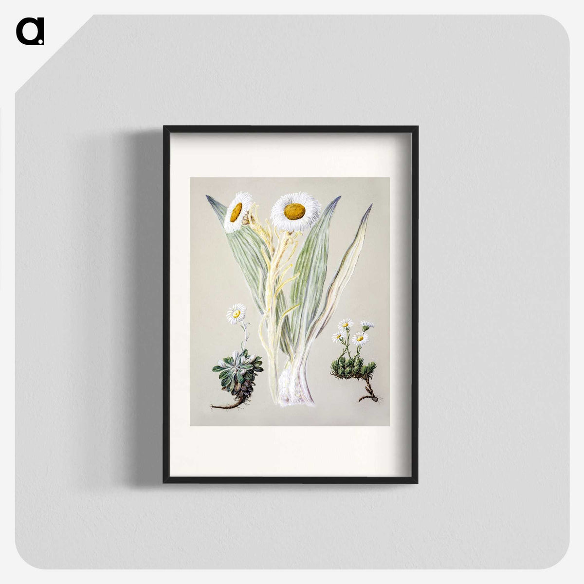 1-29_Native-Flowering-Plants-of-New-Zealand_blk