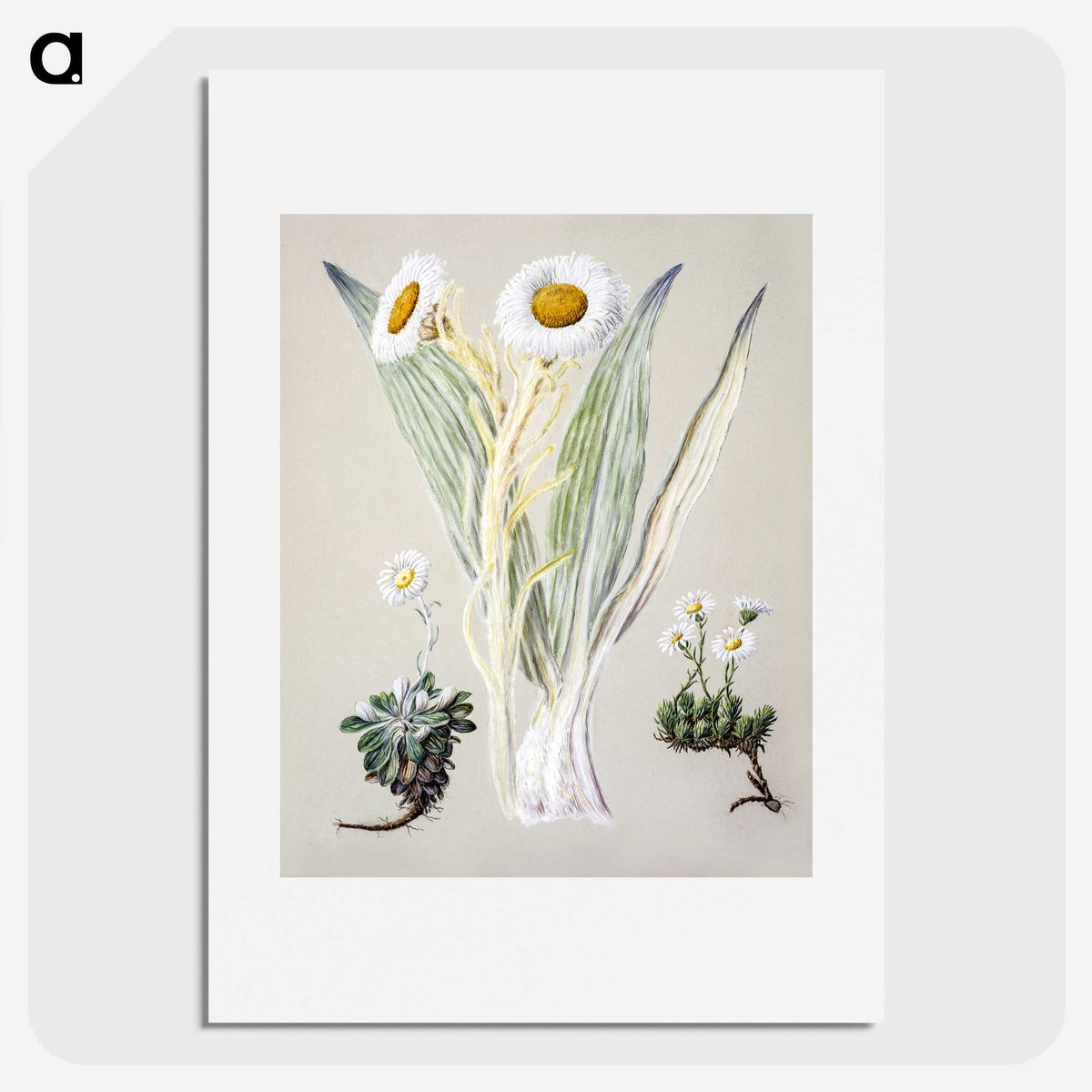 1-29_Native-Flowering-Plants-of-New-Zealand_picture