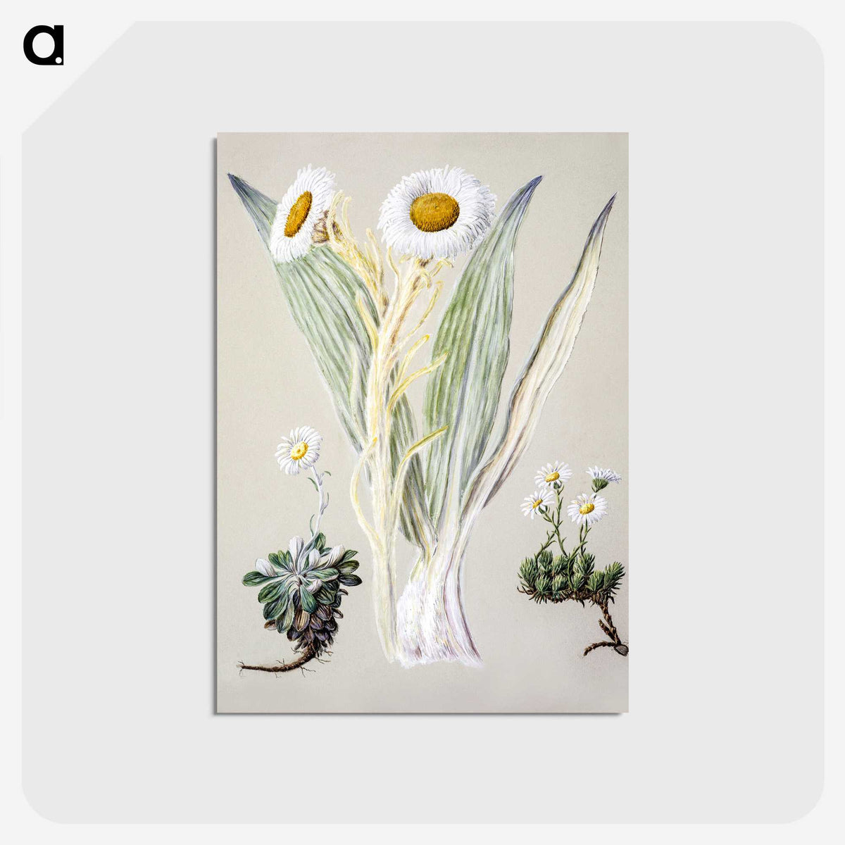 1-29_Native-Flowering-Plants-of-New-Zealand_postcard