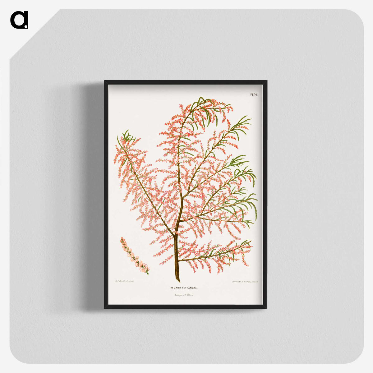 1-29_Nederlandsche-Flora-en-Pomona_blk-crop
