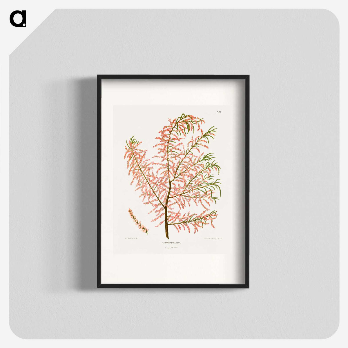 1-29_Nederlandsche-Flora-en-Pomona_blk