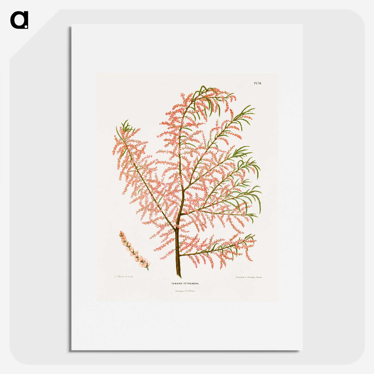 1-29_Nederlandsche-Flora-en-Pomona_picture