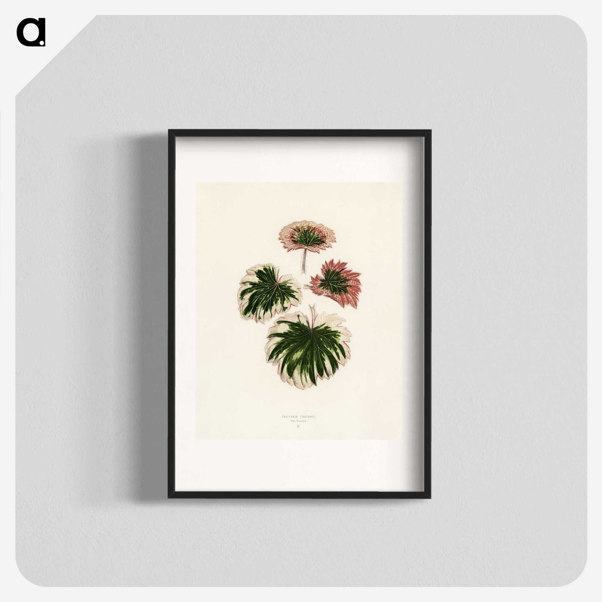 1-29_New-and-Rare-Beautiful-Leaved-Plants_blk