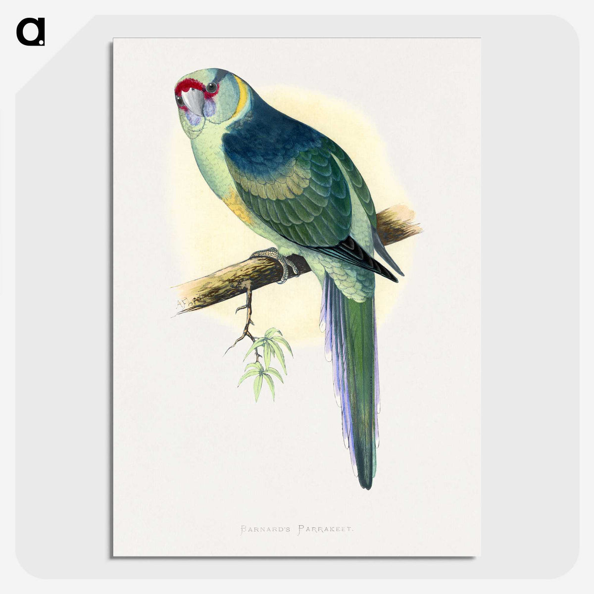 1-29_Parrots-in-Captivity_picture-crop