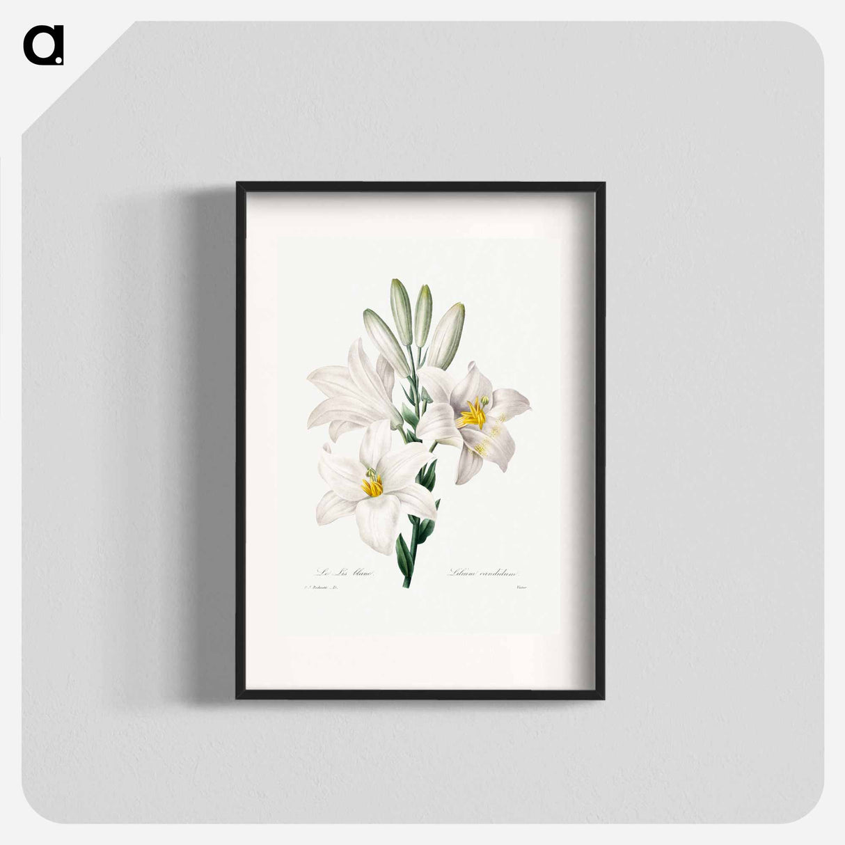Madonna Lily - Pierre Joseph Redouté Poster.